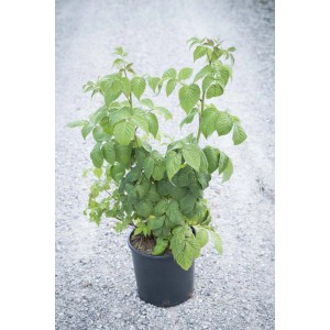 Giovane pianta di lampone 'Lampone' in vaso con foglie verdi.