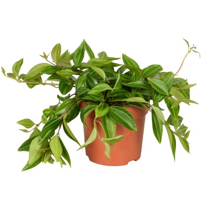 Peperomia Angulata vaso Ø 10,5 cm