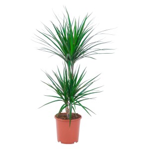 Dracena con 2 fusti in vaso, pianta d'appartamento con foglie verdi.