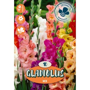 Confezione di gladioli "Grandiflora" mix con fiori estivi colorati.