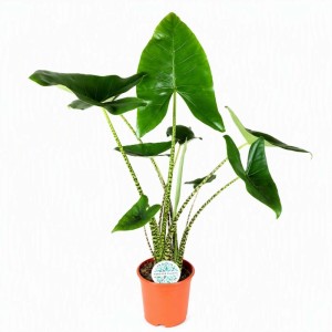 Schlumbergera Mix Vaso Ø 13 cm