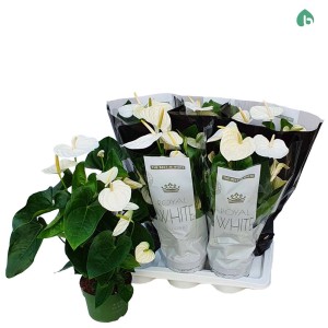 Anthurium Royl Wht `Big Flow` Bianc Vaso 17 cm