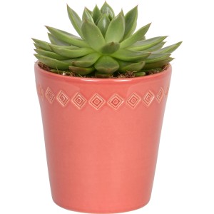 Succulenta Tana in vaso di ceramica rosa (Ø 12cm) con motivo geometrico.