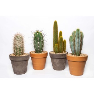 Vari cactus in vaso, forme e colori diversi.