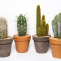 Vari cactus in vaso, forme e colori diversi.