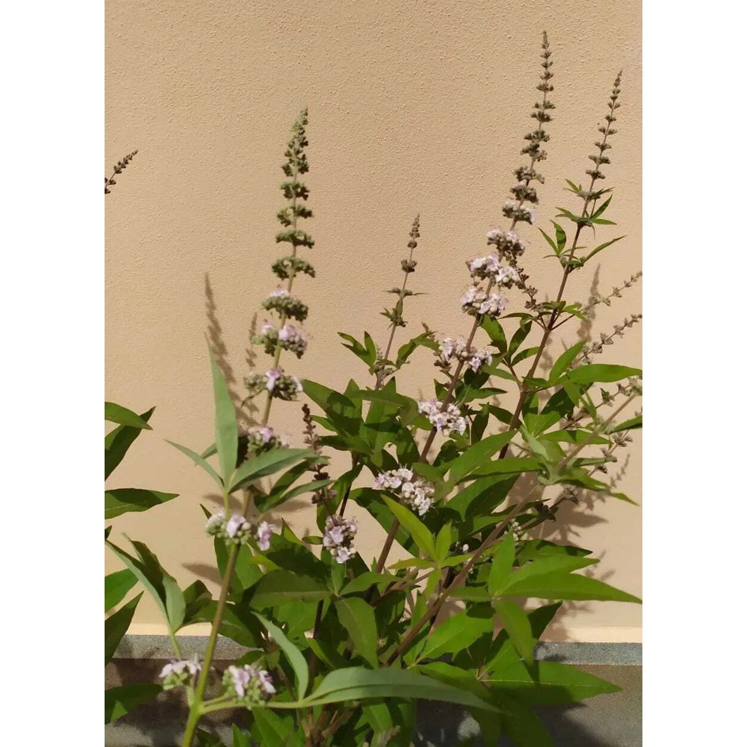 Arbusto t.b.t. in fiore con foglie verdi e delicati fiori chiari.