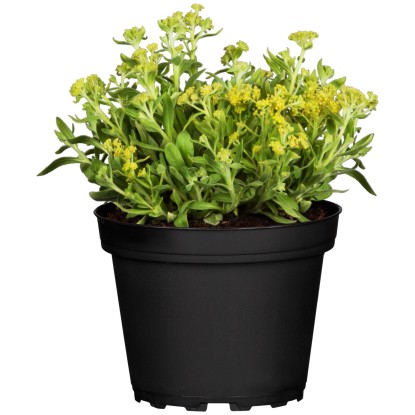 Alisso Aurinia saxatilis giallo vaso Ø 13 cm