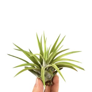 Tillandsia Abdita Vaso 1 cm