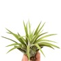 Tillandsia Abdita Vaso 1 cm