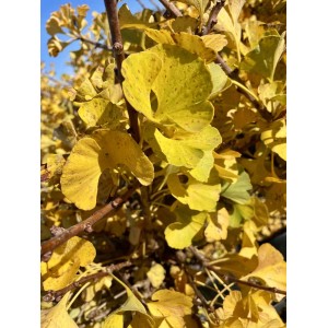 Primo piano di un albero di Ginkgo con foglie gialle in autunno.