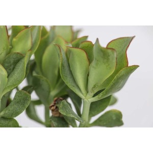 Primo piano di una succulenta t.b.t. verde con bordi fogliari rossastri.