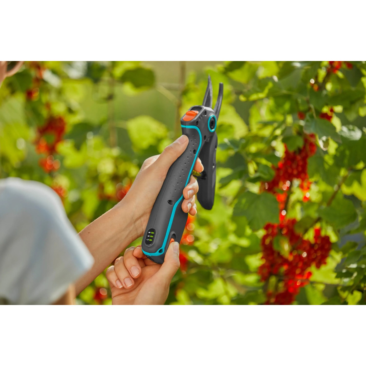 Forbici da giardino Gardena Assistcut in azione: cesoie a batteria che tagliano un ramo.