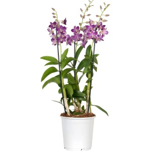 Orchidea di bambù Sa-Nook con fiori viola in vaso bianco, diametro 19 cm.