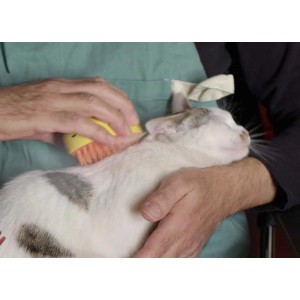 Gatto spazzolato con spazzola gialla. Cura degli animali con spazzola per gatti.