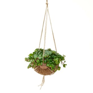 Kokodama Sedum Tornado Vaso 15 cm