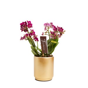Piccola orchidea rosa in vaso dorato.