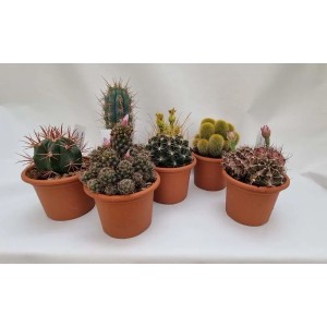 Vari cactus in vaso, varietà di piante grasse per interni.