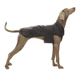 Abbigliamento per cani t.b.t. nero su cane in piedi.