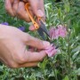 Primo piano: Mani che tagliano un fiore rosa con le cesoie da taglio t.b.t..