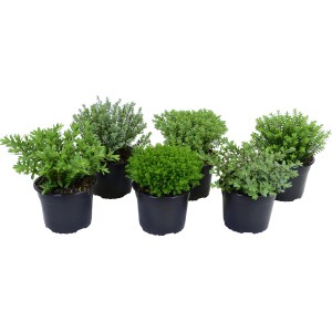 Mix di veronica arbustiva (Hebe) in vaso, diverse varietà con fogliame differente.