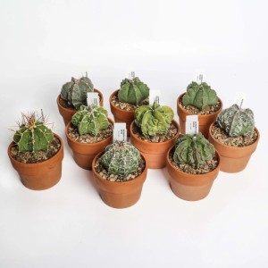 Astrophytum collezione Cactus vaso terracotta Ø 10 cm