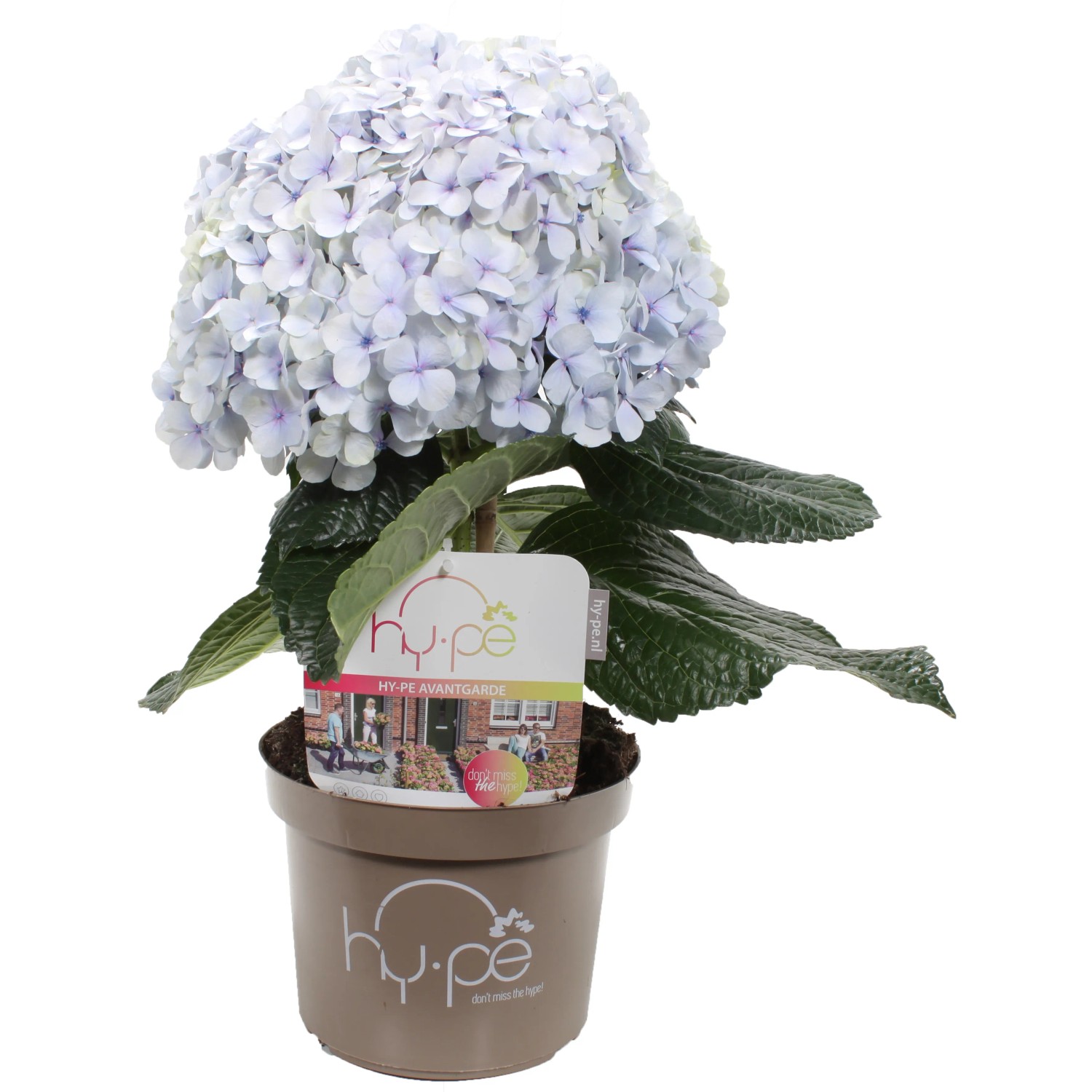 Ortensia Hy-pe Avantgarde con fiori azzurri in vaso marrone (diametro vaso circa 23 cm)