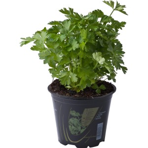 Prezzemolo fresco in vaso, una pianta aromatica per cucina e giardino.