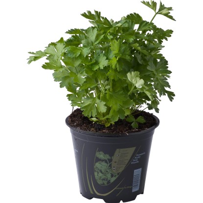 Pianta di Prezzemolo liscio 14 cm