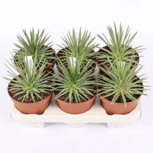 acquista Agave da OBI