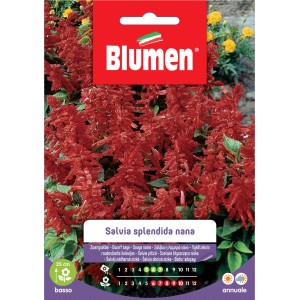 Semi per fiori: Salvia splendens nana, salvia rossa con fiori rossi.