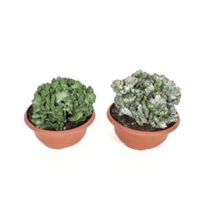 Due cactus t.b.t. in vasi marroni su sfondo bianco.