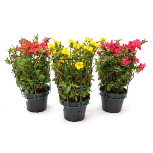 Tre piante da balcone t.b.t. gialle e rosa in vaso con supporto rampicante.