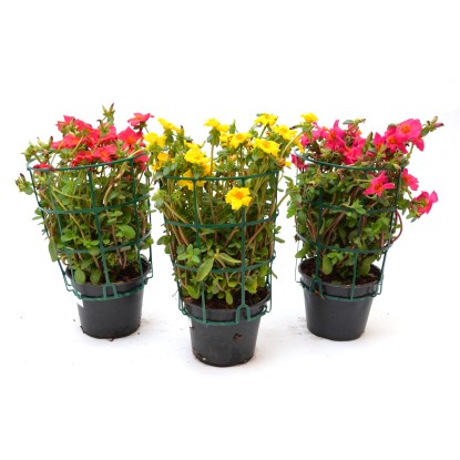 Portulaca vaso Ø cm 14