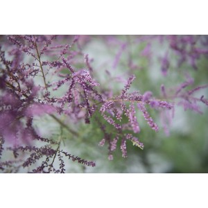 Primo piano di un arbusto delicato e fiorito con fiori rosa.