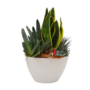 t.b.t. Composizione di piante da interno in vaso bianco con decorazioni.