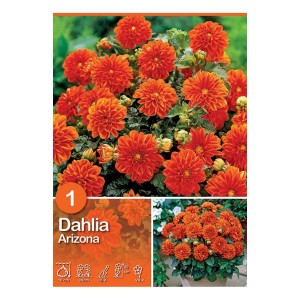 Dalia arancione Arizona, fioritura estiva per aiuole e vasi.