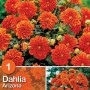 Dalia arancione Arizona, fioritura estiva per aiuole e vasi.