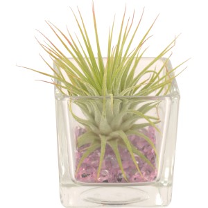 Composizione di Tillandsia in vetro, pianta d'appartamento decorativa con pietre rosa.