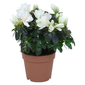 Azalea da interno bianca in vaso marrone, diametro vaso circa 12 cm.