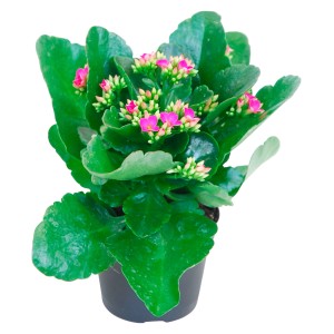 Calancola fiammeggiante viola in vaso, Kalanchoe blossfeldiana con fiori viola.
