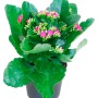 Calancola fiammeggiante viola in vaso, Kalanchoe blossfeldiana con fiori viola.