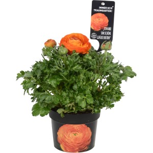 Ranuncolo arancione in vaso, ideale per la piantumazione primaverile.