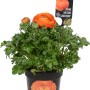 Ranuncolo arancione in vaso, ideale per la piantumazione primaverile.