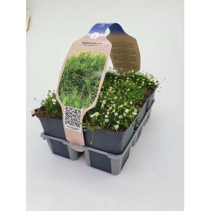 Sagina subulata (Sagina subulata) in vassoio con piccoli fiori bianchi.