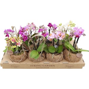 Mini orchidee (t.b.t.) di vari colori in vasi di cocco su un vassoio.