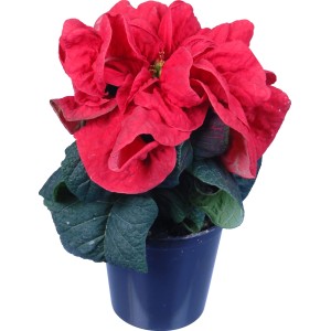 Mini stella di Natale rossa in vaso (diametro vaso 6 cm).