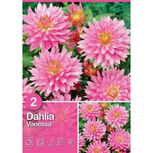 Dalia rosa Vanessa Rosa, una fioritura estiva per aiuole e vasi.