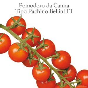 Pomodorini rossi freschi sul ramo, Ortaggi da frutto.