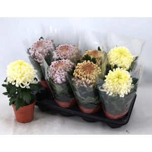 Chrysant CoCo Mix Vaso 13 cm