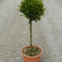 Bosso Faulkner GROW by OBI a forma di sfera in vaso, altezza circa 65 cm.